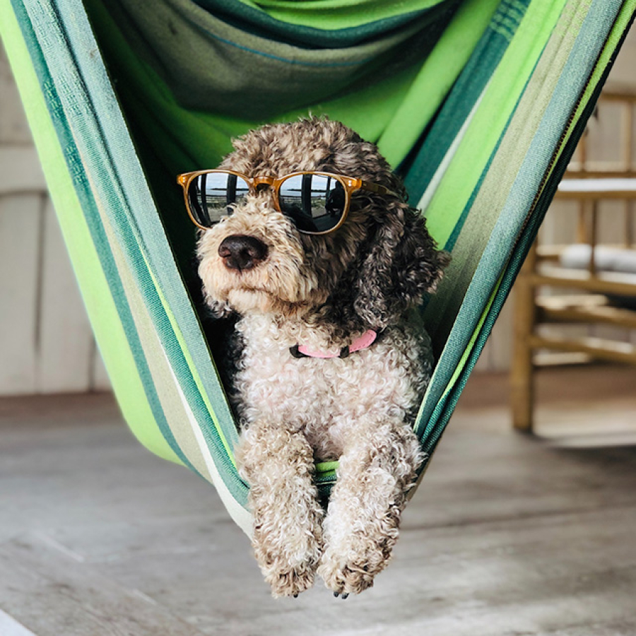The cool dog has sunglasses.